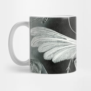 Moth Vintage Botanical Illustration Mug